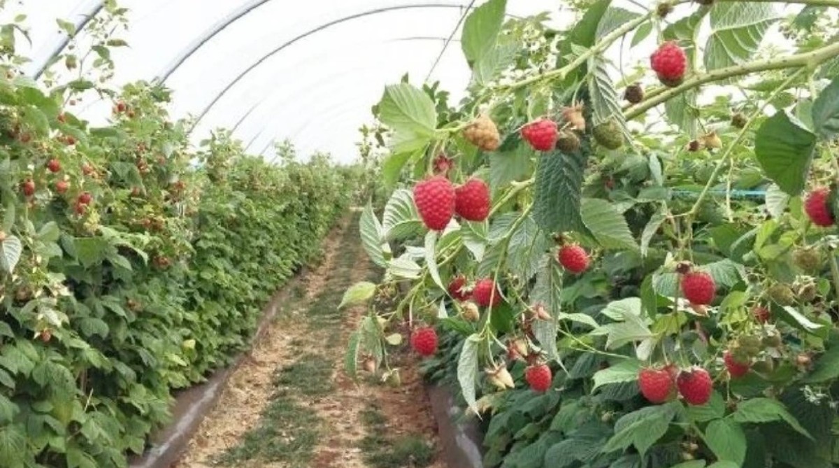 ahududu meyvesinin faydaları