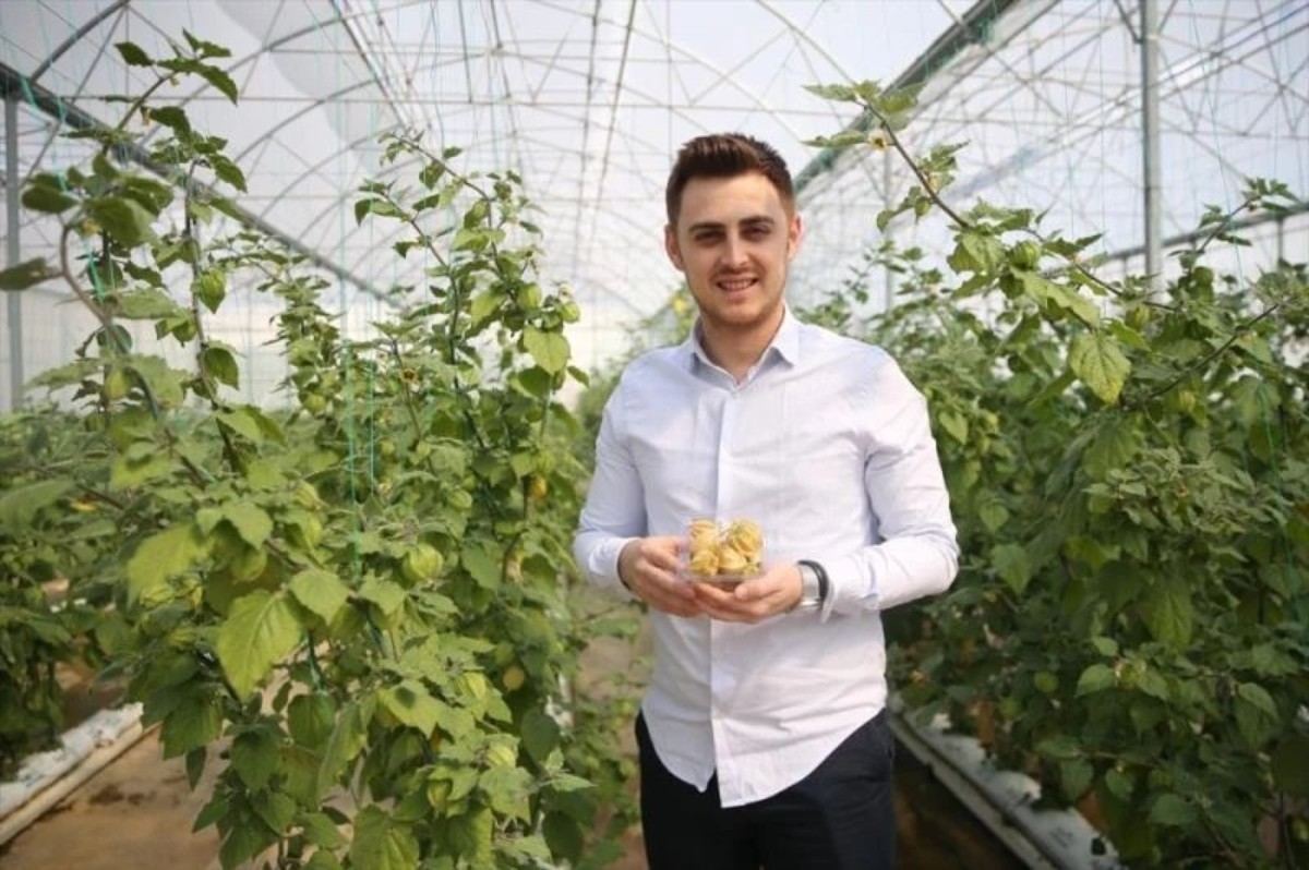 altın çileğin faydaları