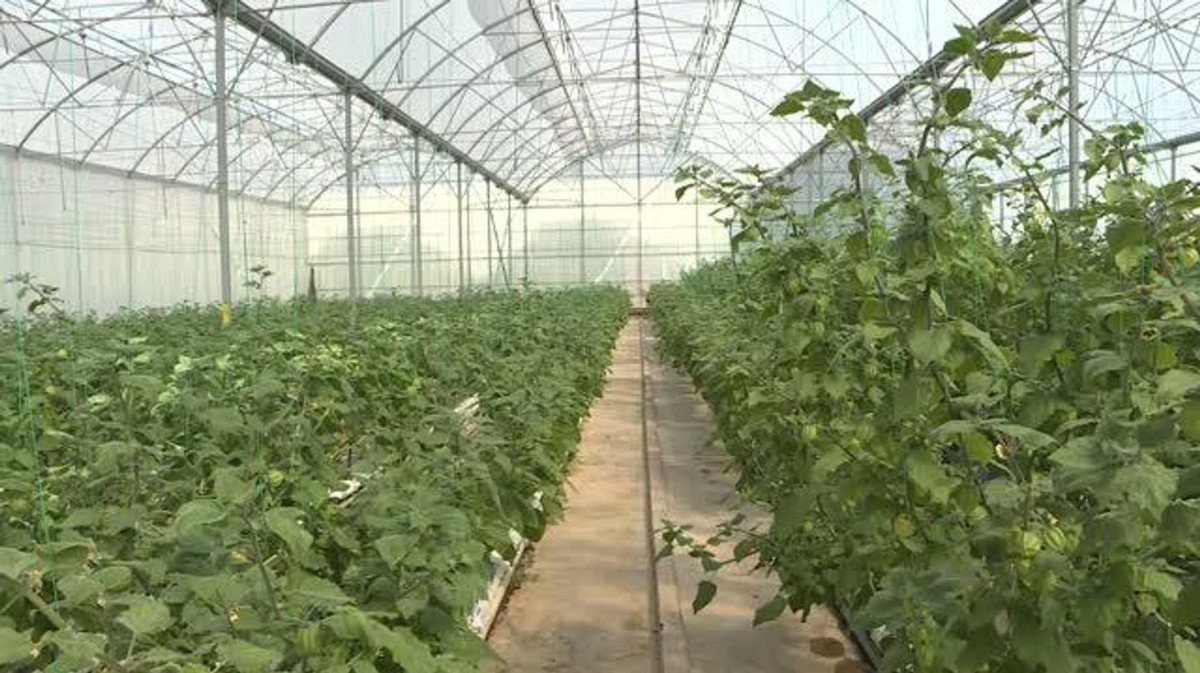 altın çileğin gramı 15 TL