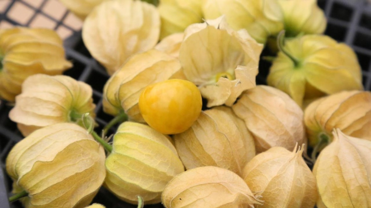 altın çileğin meyvesi altın değerinde