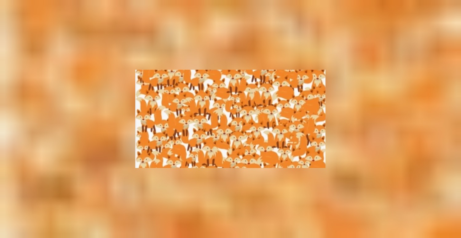 Bakarken fark etmesi imkansız: Tilkilerin arasındaki kediyi 5 saniyede bulabilir misiniz? İlk bakışta gören dahidir