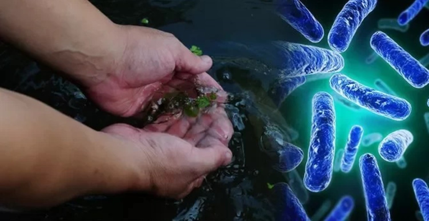 Denizden gelen kabus: Et yiyen bakteri kıyılara indi! Görünmeyen mikrop ölüm saçıyor