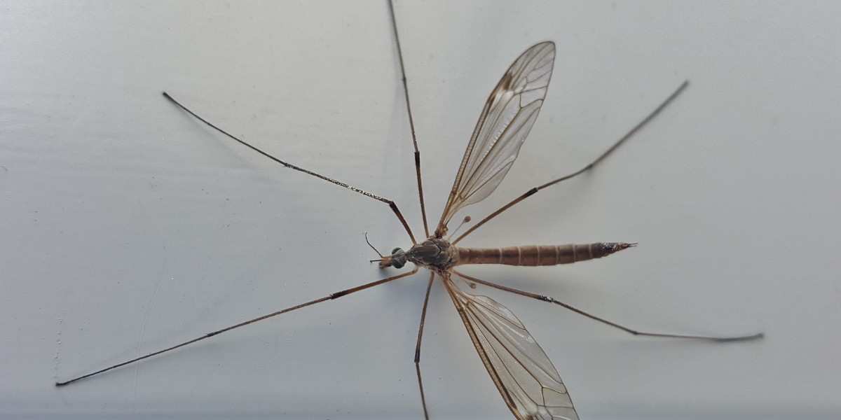 doğal yöntemlerle sineklerden kurtulmak