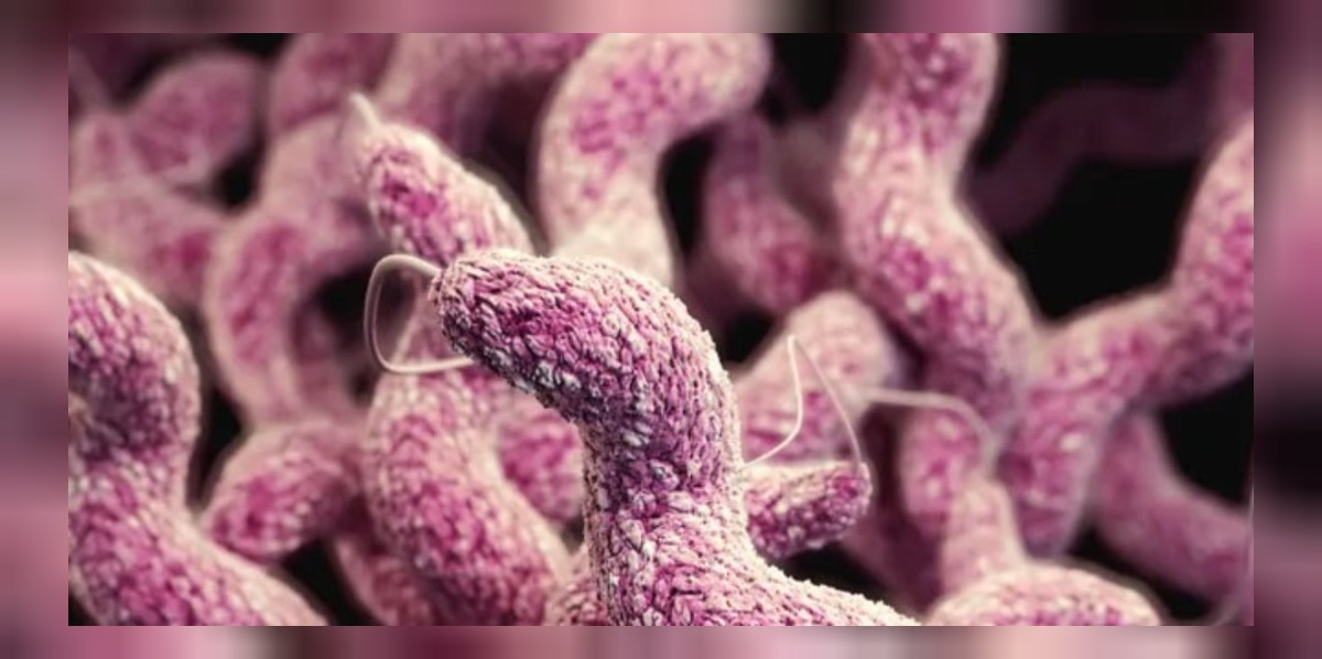 Et yiyen bakteri nedir