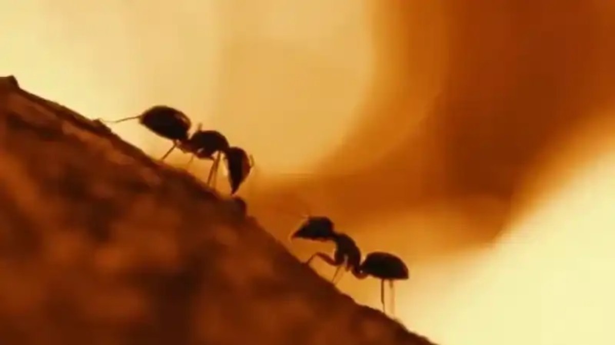 Karıncalar için doğal yöntemler