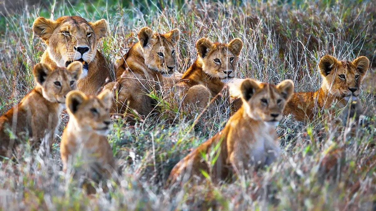 optik illüzyon testi