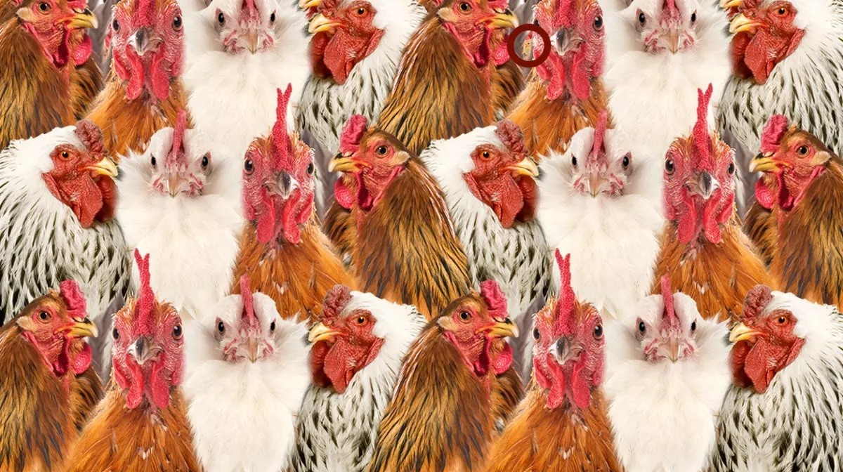 Optik illüzyon testi cevabı