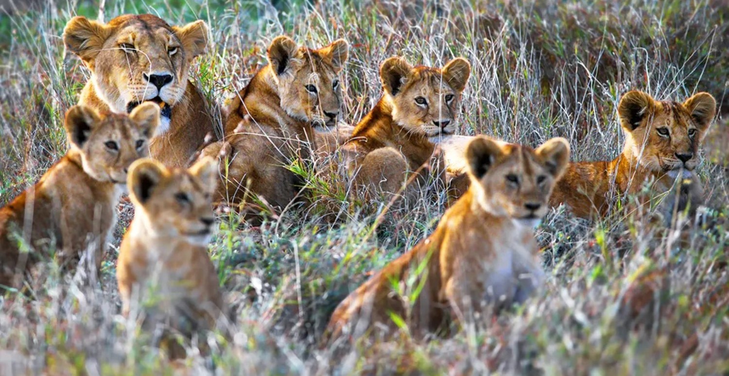 Sadece keskin zekalılar görebiliyor: Aslanların arasında kaybolan kartal nerede? Yalnızca dikkat şampiyonları bulabiliyor