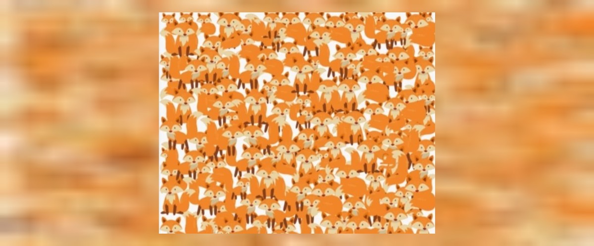 tilkiler arasında gizli kedi